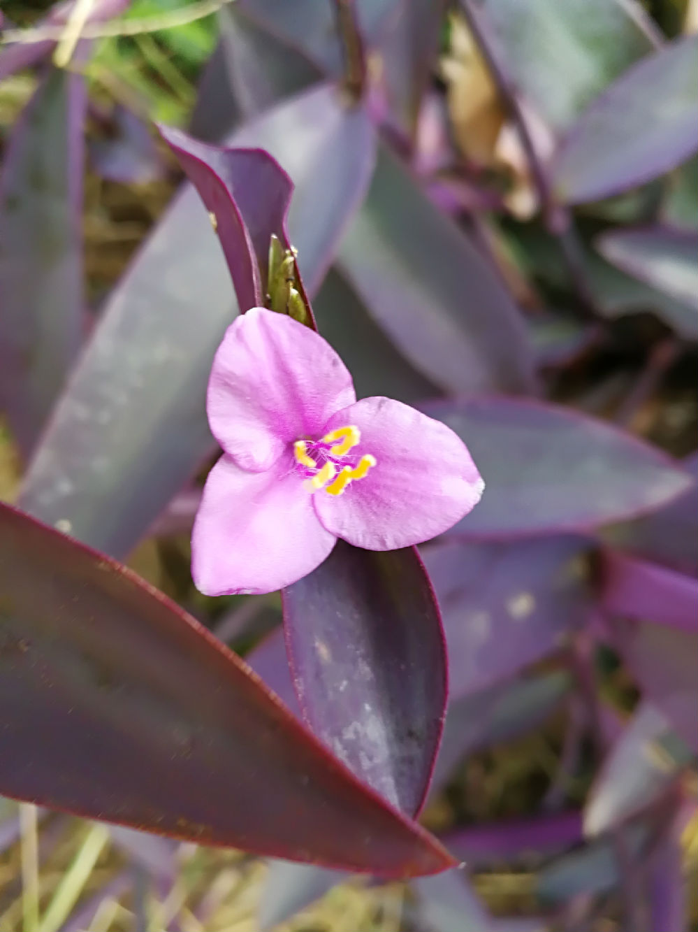 外来植物——紫竹梅