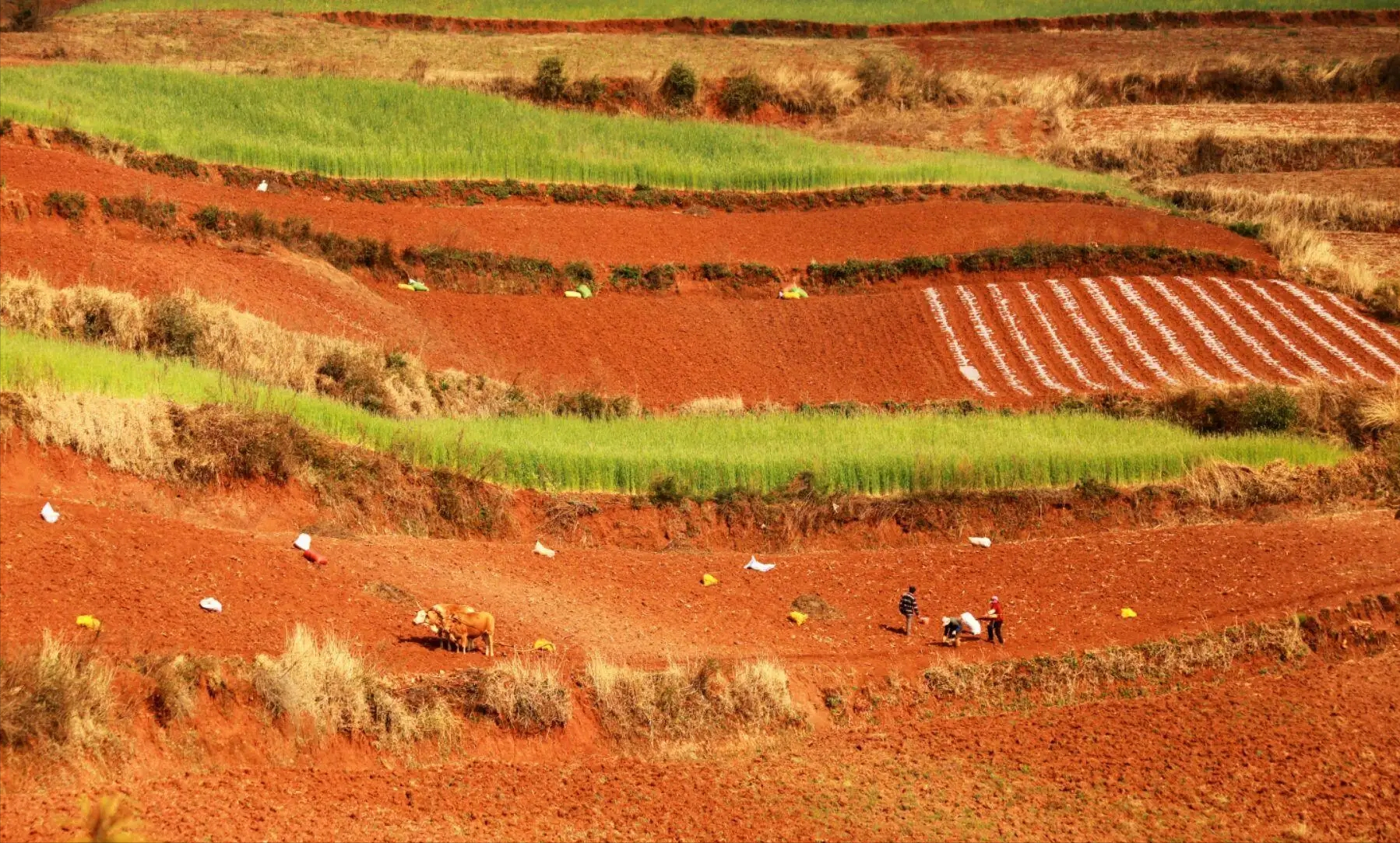 沙土地的土壤非常容易渗水,从而导致亲人的棺椁被泡水.