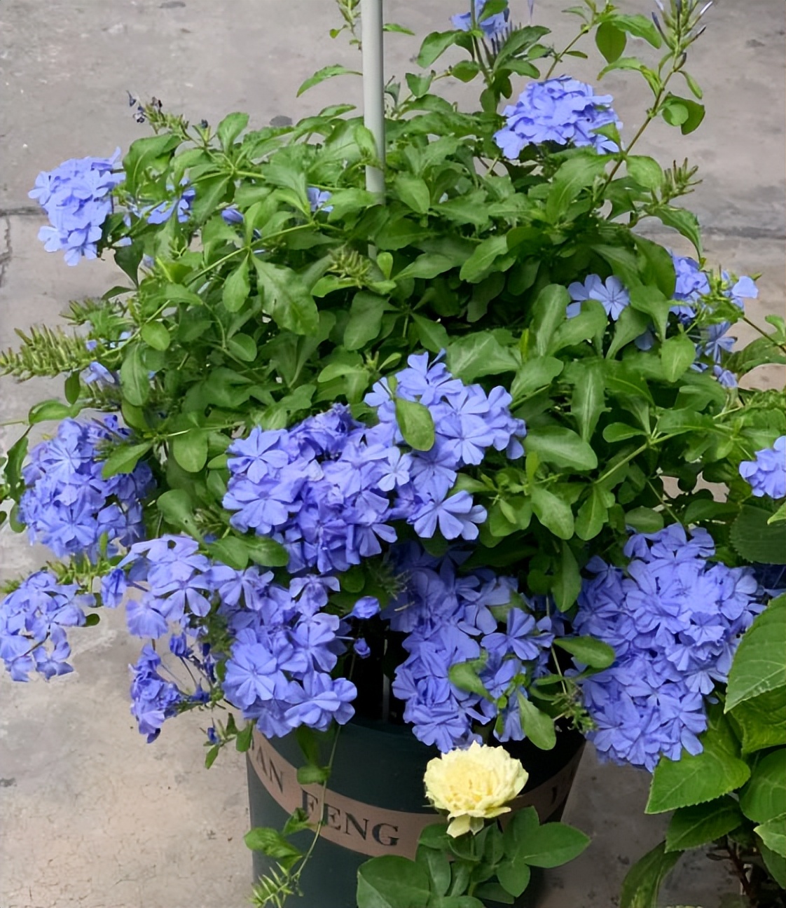 养好蓝雪花,须满足5个养护条件,开花一茬接一茬