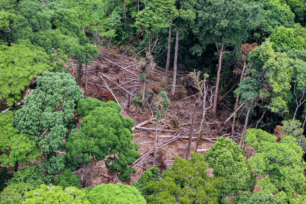 "地球之肺"——亚马逊热带雨林的巨大贡献和面临的劫难