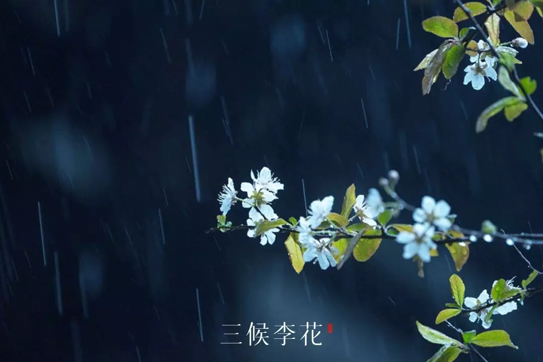 雨水丨花信风