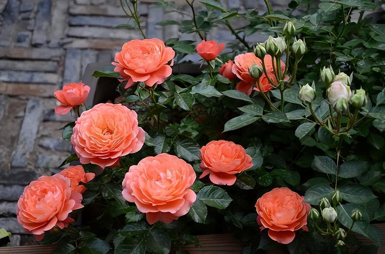 新手养月季,就选"艾帕索",皮实好养,多季花开,又美又香