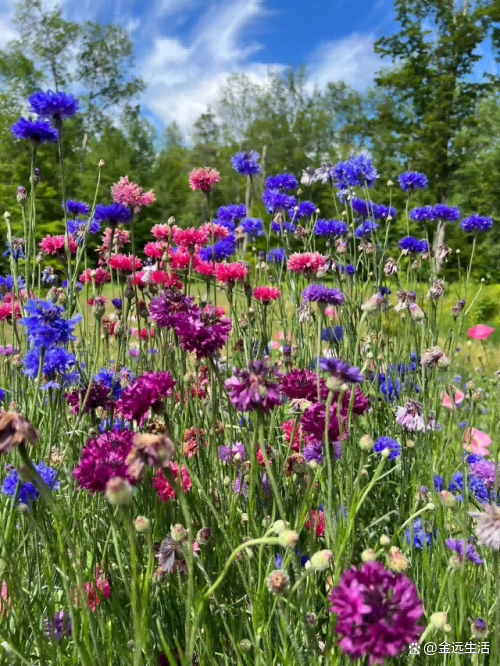 矢车菊播种掌握这几点,新手也能养好看—花园传说