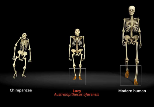 人类和所有生物都存在生殖隔离