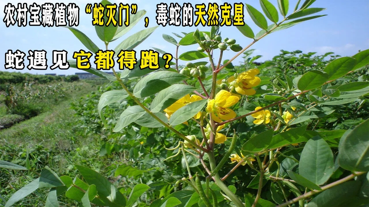 农村老人常说门前种蛇怕草,毒蛇见了就怕,为什么连毒蛇都怕它?