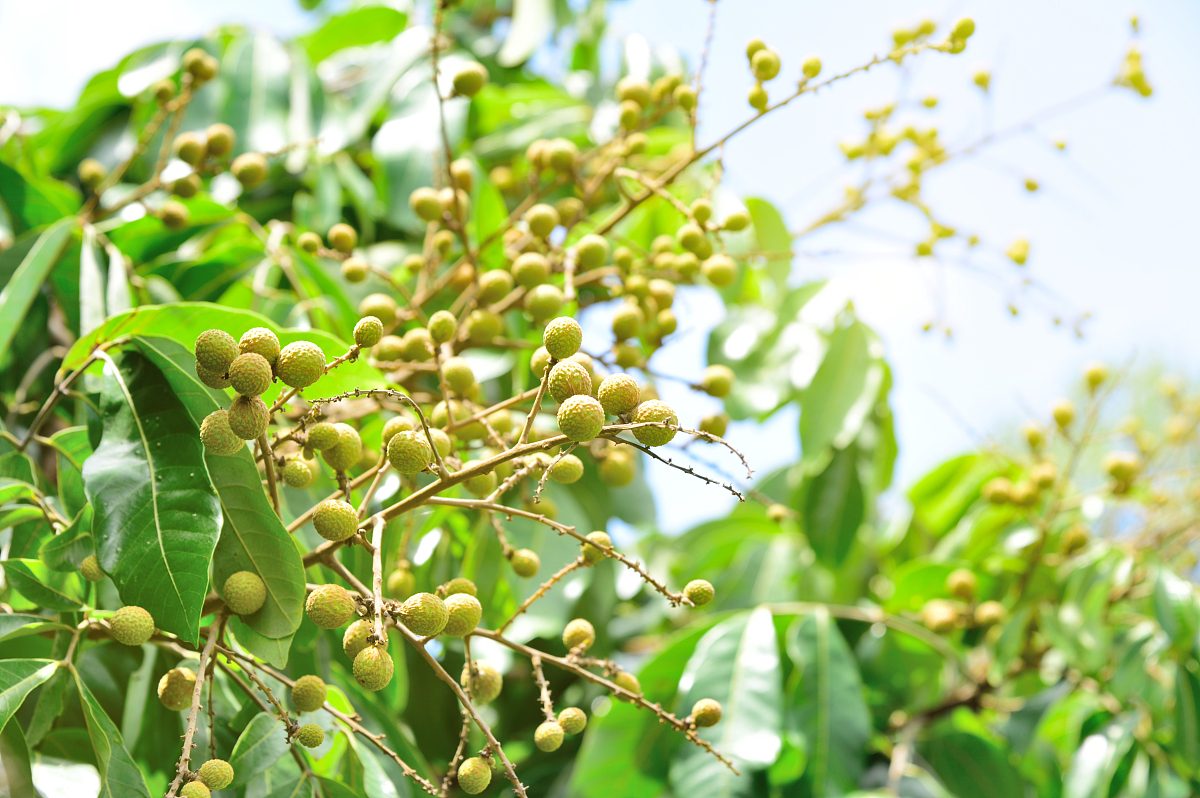 农村的"洗衣果",不只是能洗手洗衣服,还有5大用处,你知道?