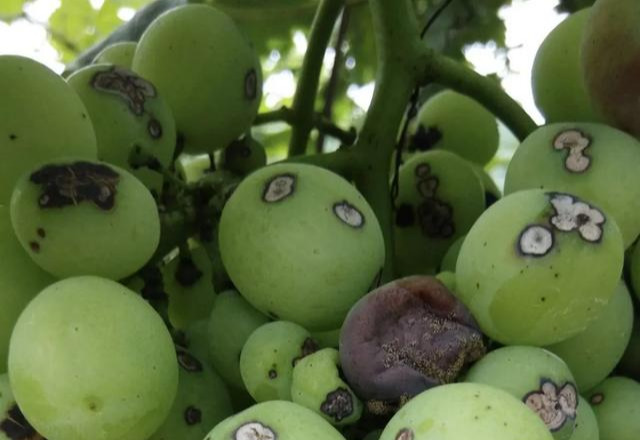 葡萄果粒上有黑斑,是病害还是药害?大概率是葡萄黑痘病