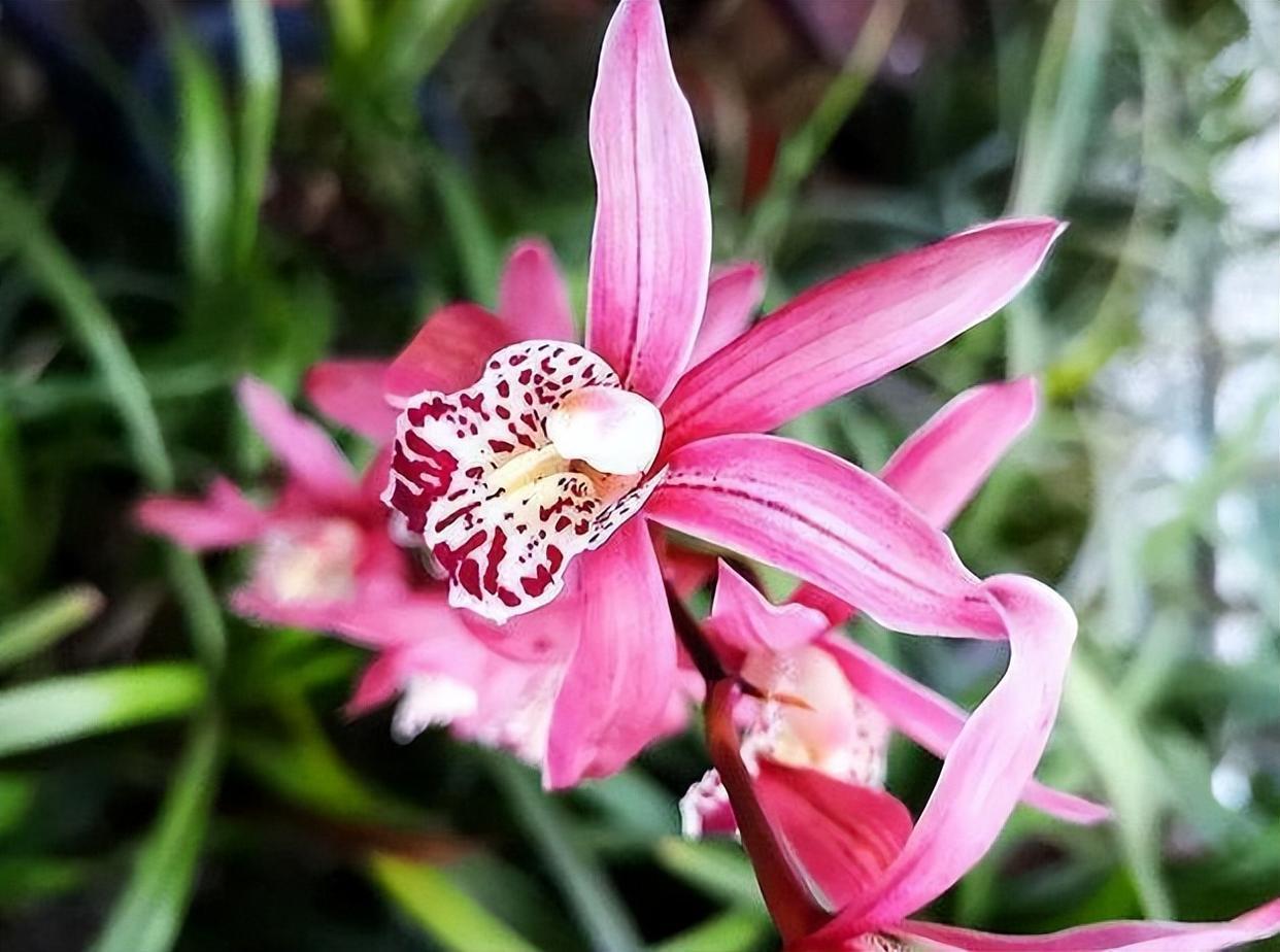 阳台种盆香花之王红贵妃,花开后兰香四溢,观赏性非常不错