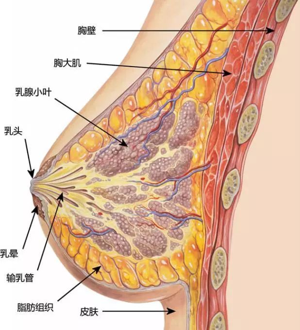 怀孕的乳头突出真实图片