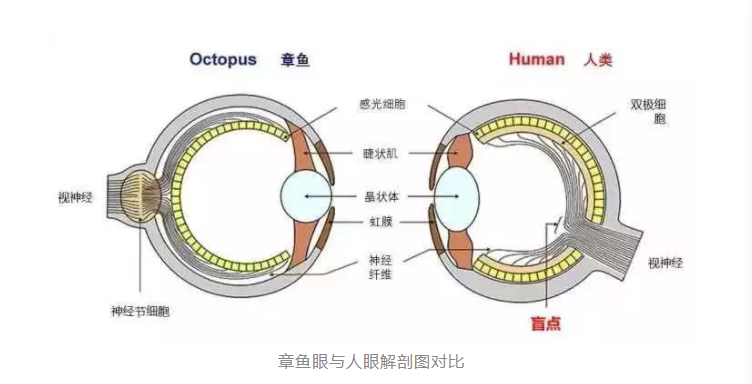 章鱼可能不是地球鱼?这是怎么回事?