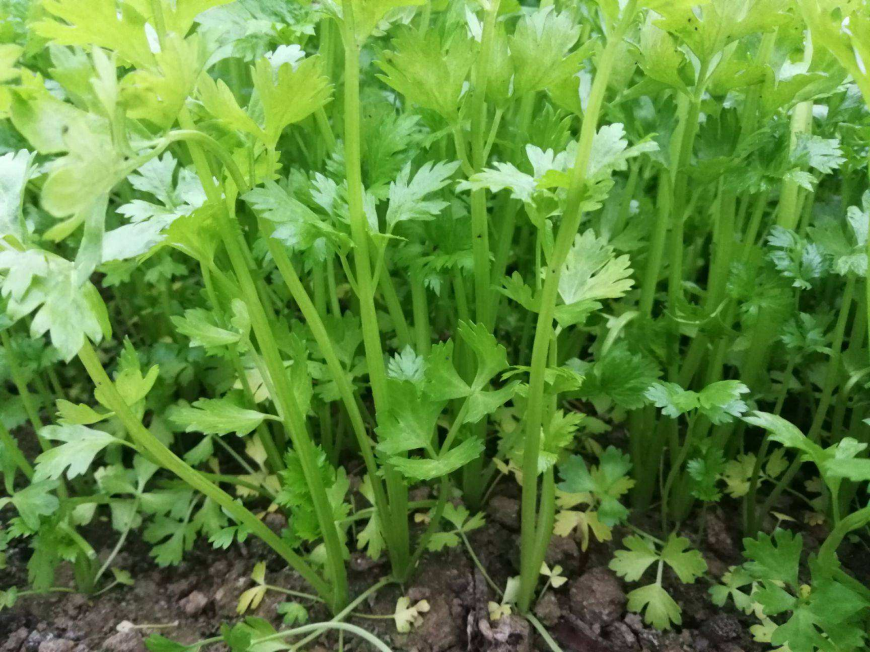 芹菜種植中施用草木灰的好處頗多,施用的量和方法要掌握