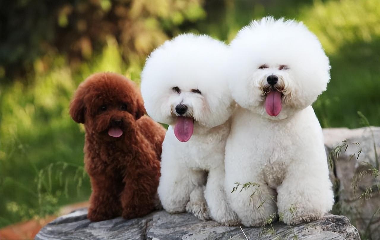 比熊犬和泰迪犬,原来区别这么大,你觉得哪个好?