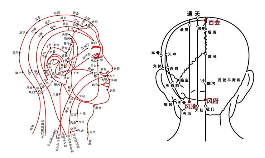 头疗头部经络示意图图片