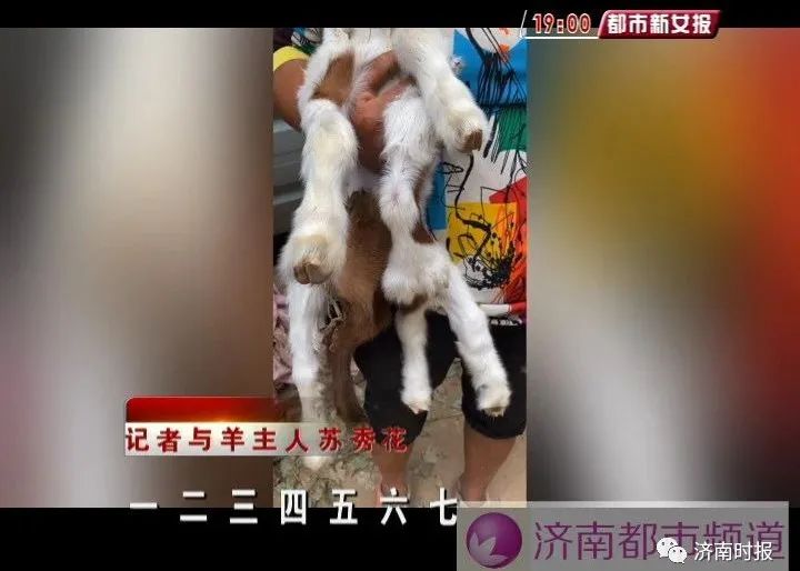 推荐罕见！济南一农户家的母羊生下一只小羊，7条腿8个蹄！