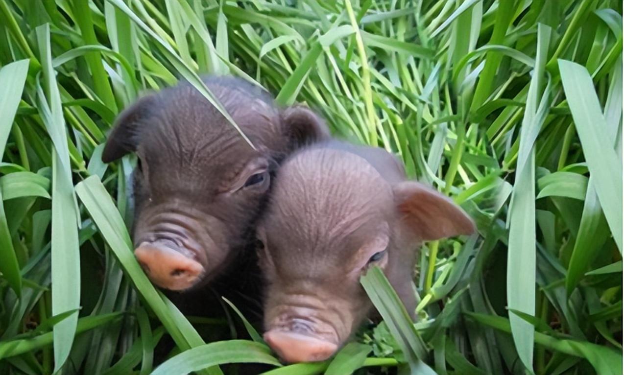 听说有一种猪它小,香,纯,净?——从江香猪
