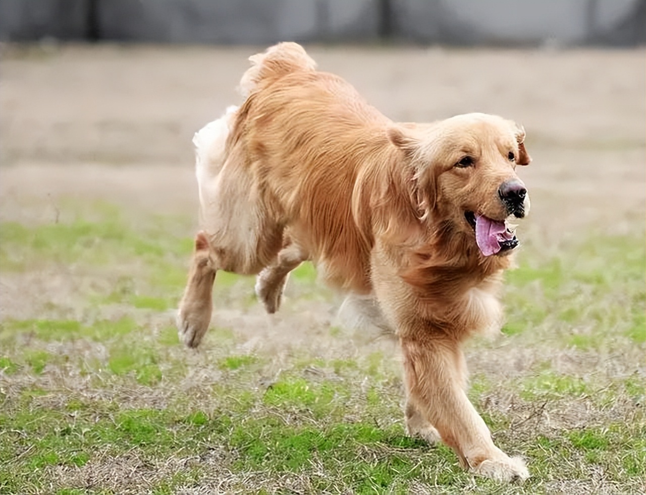 狗狗突然疯了似的,满屋乱跑,原因有这几点