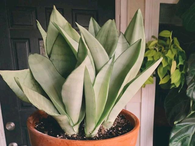 虎尾兰"叶片卷曲",是在释放"求救信号",别傻傻不当一回事