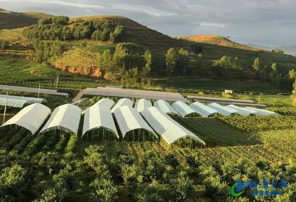 昭通鲁甸新街镇:盘活闲置地 地里能"刨金"