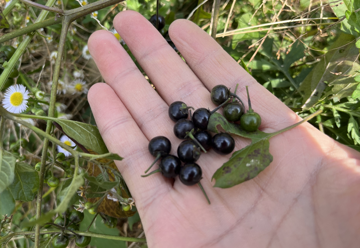 龙葵果,又称黑天天,儿时的零食,有3大优点,农民朋友要了解!
