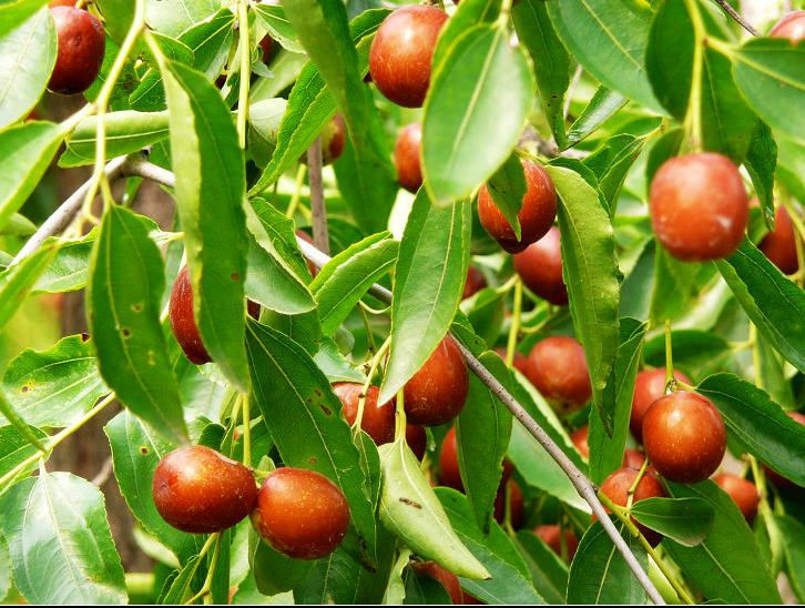 河北沧州金丝小枣 - 2020年最新商品信息聚合专区 - 百度爱采购