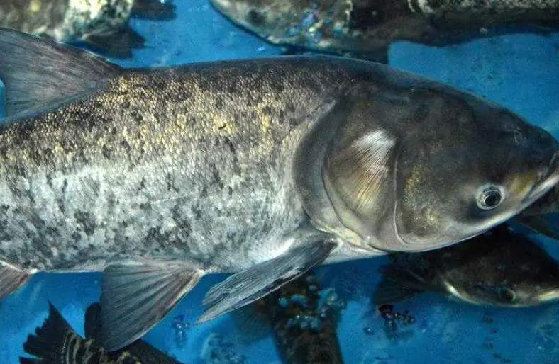 花鲢白鲢 - 热门商品专区