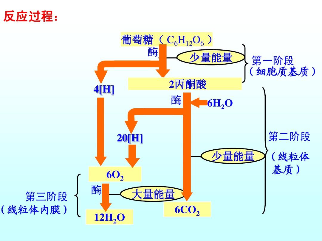 呼吸作用的反应式