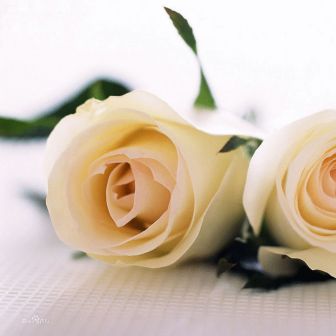 洛丽玛丝玫瑰的花语