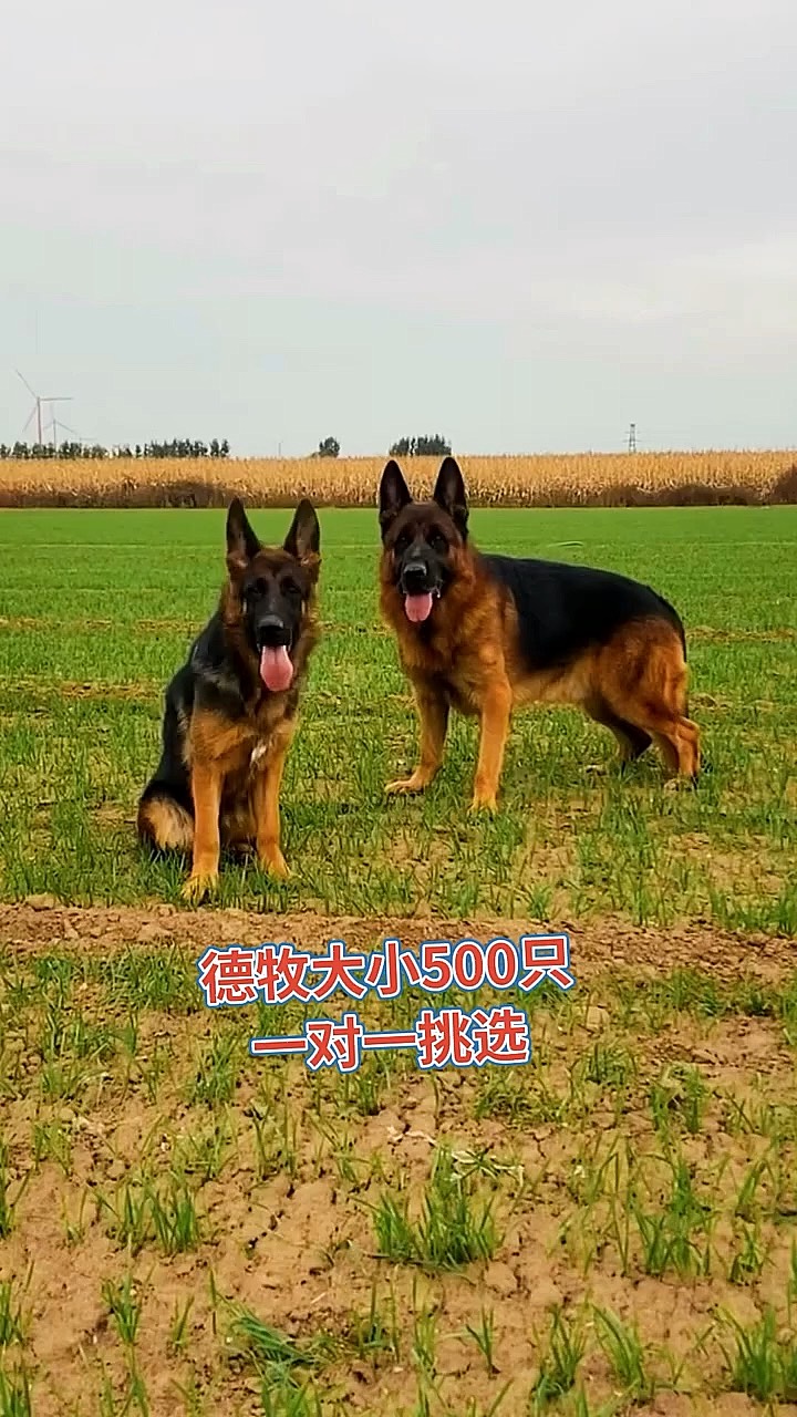 重庆德牧犬养殖基地图片