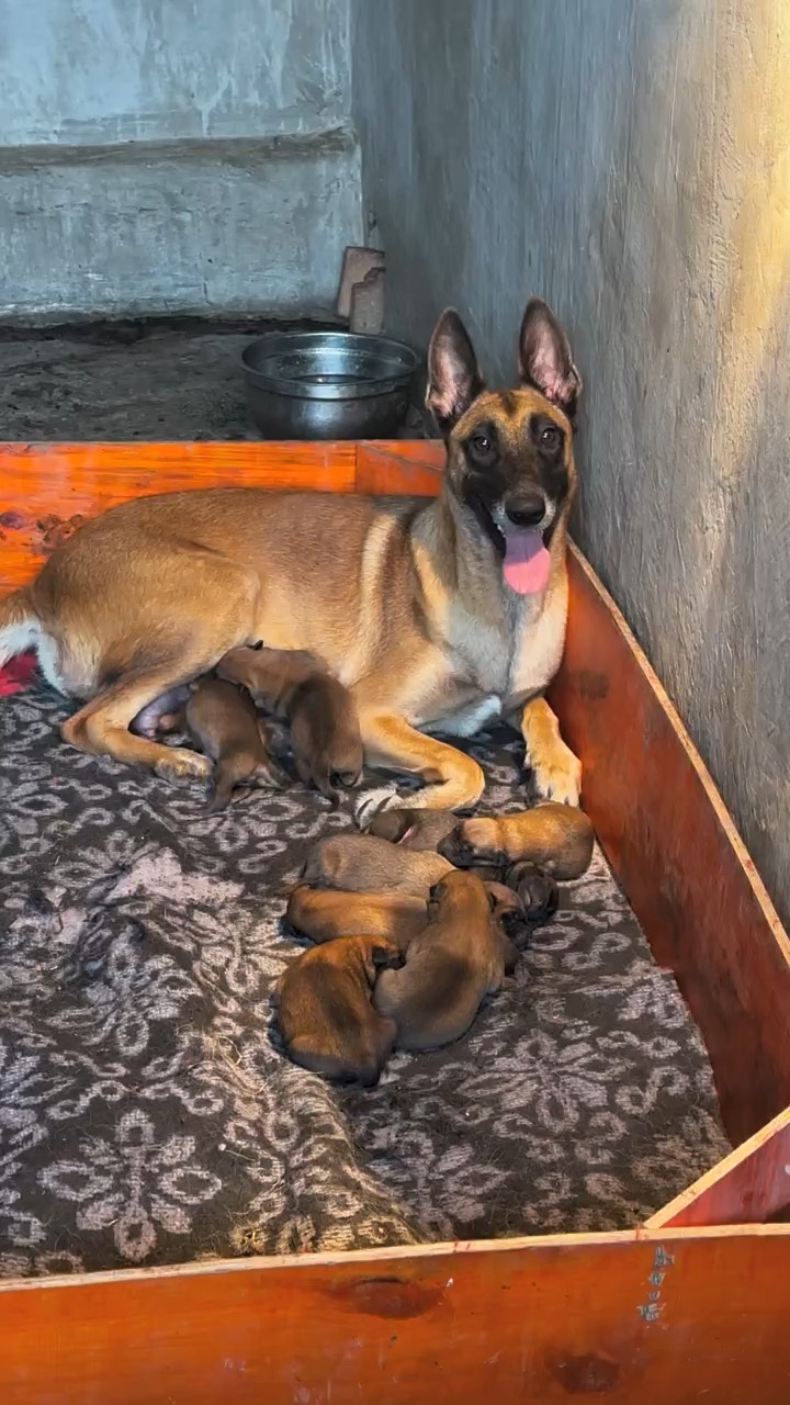 杂交的马犬幼犬图片