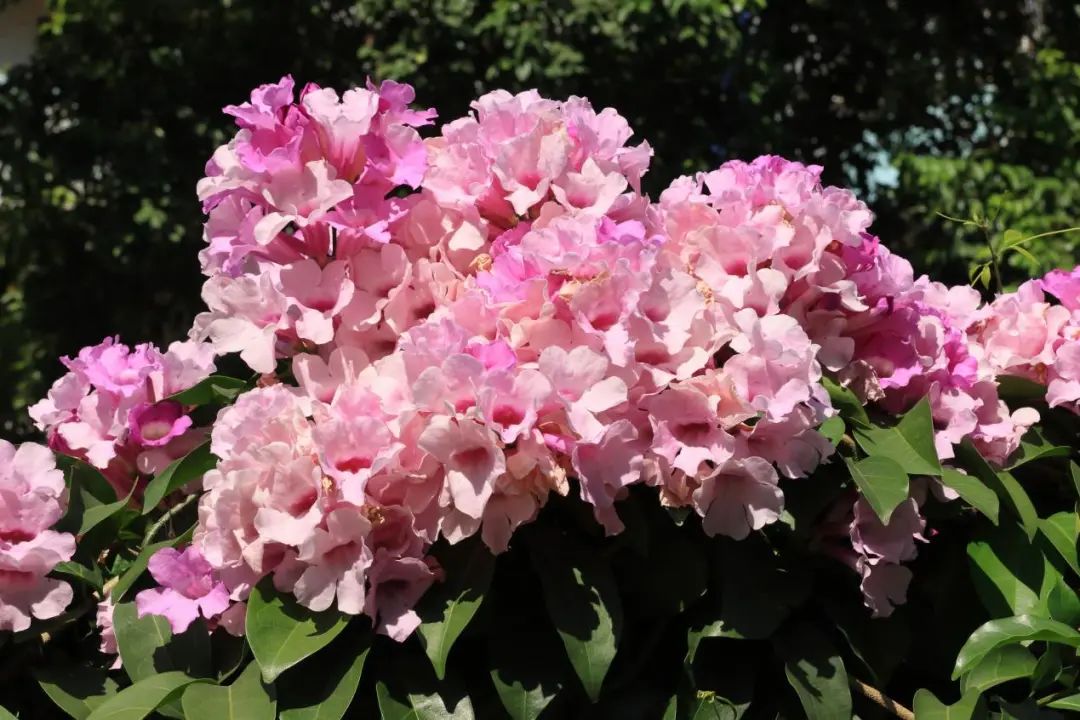 颜值超高!秋天,江海这条"最美花路"刷爆朋友圈!