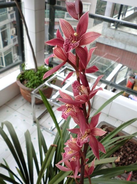 建兰铭品"红满天"花色艳丽,香气浓郁,养护简单,上盆优雅大气