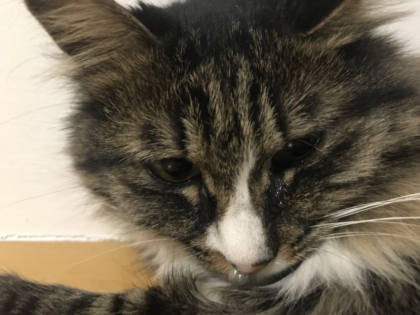 猫咪得了"鼻炎"该怎么办?不要慌铲屎官可以这样预防!