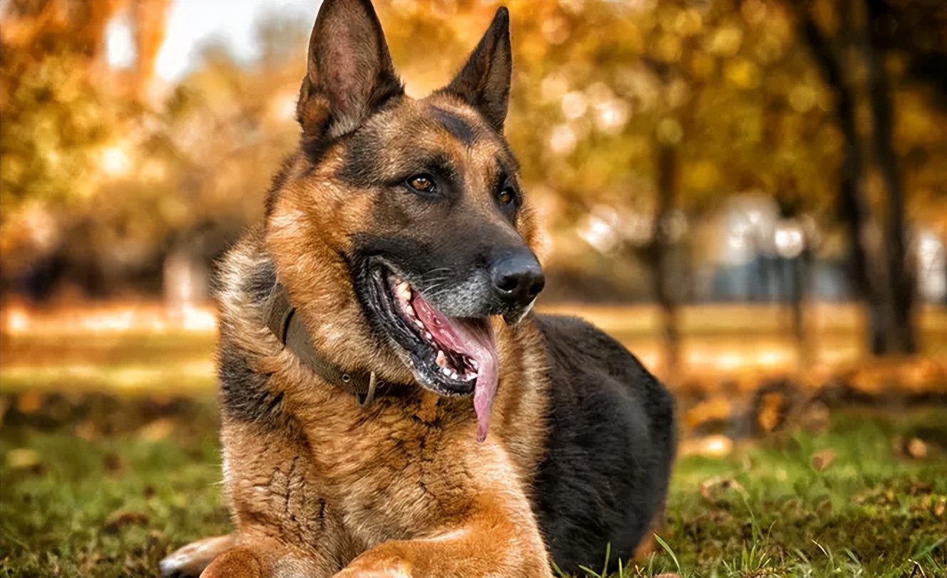 军犬壁纸卡通图片