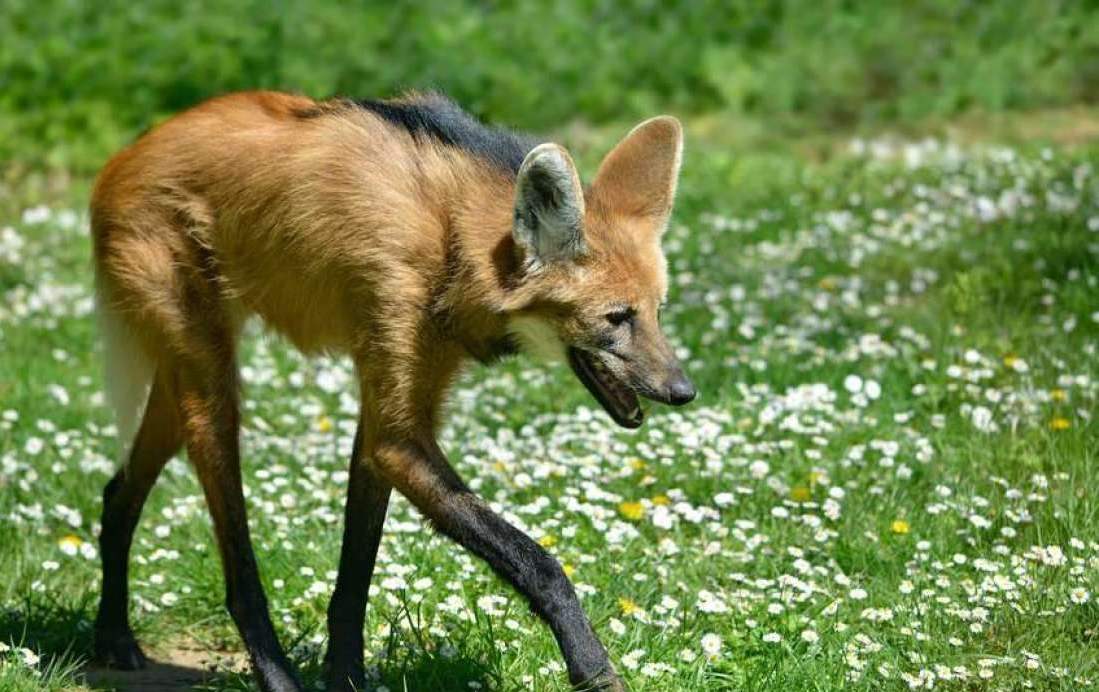 国外惊现"狼狐杂交"动物,长相奇怪就算了竟然还吃素!