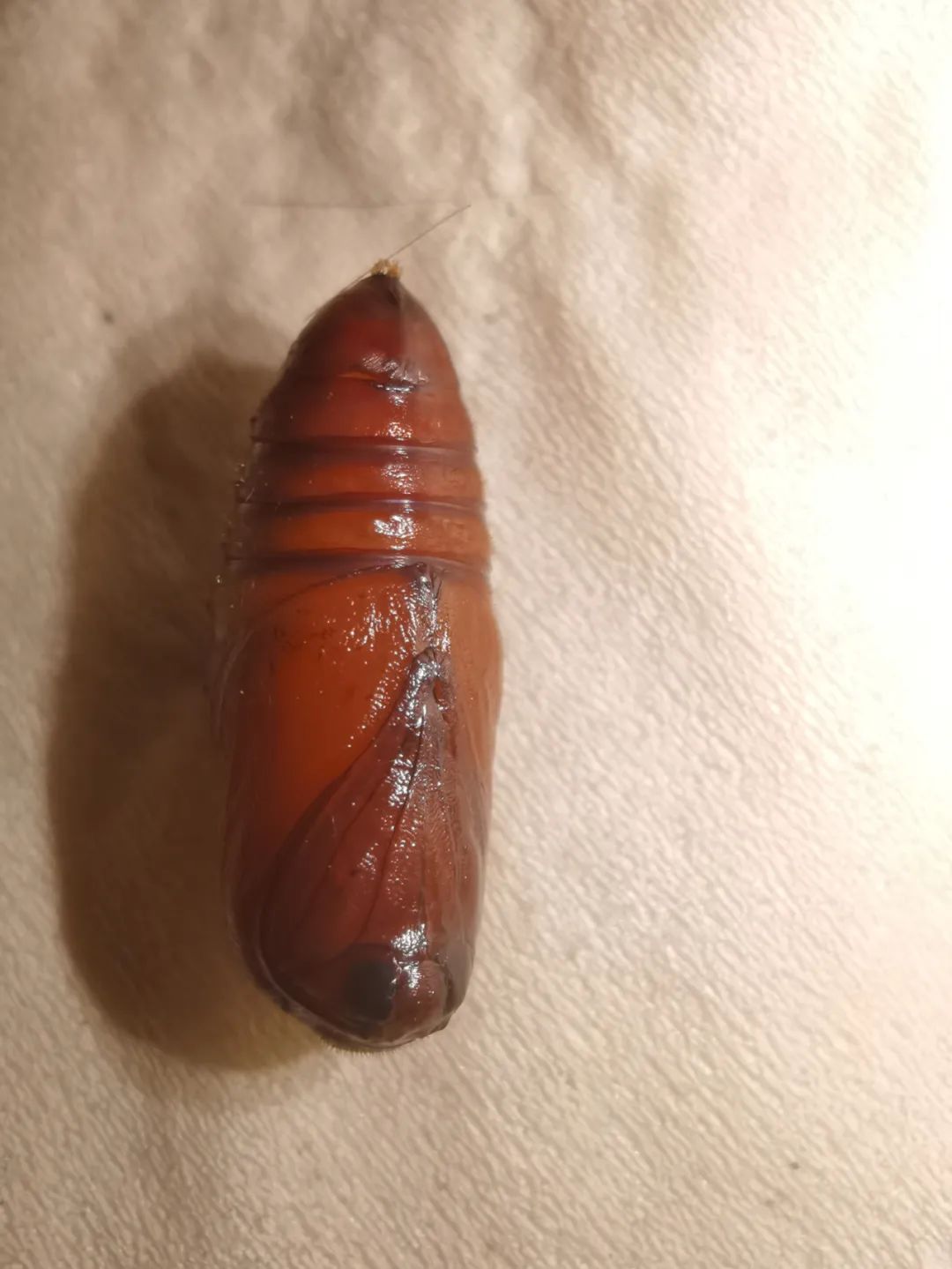 暴走的毛虫,八点灰灯蛾