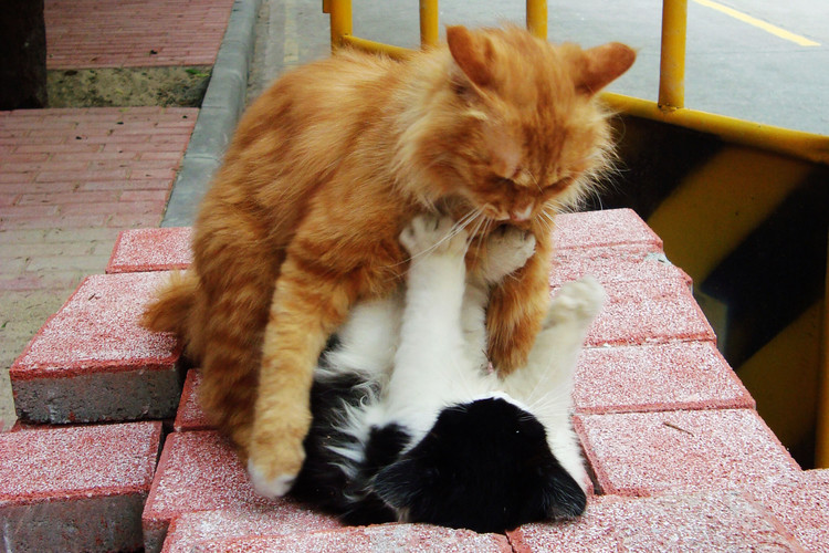 公猫交配完,总是撒腿就跑,无非就这几个原因