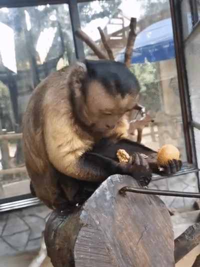 山东菏泽,动物园一只猴子"撞脸"多位明星走红,表情包让人捧腹