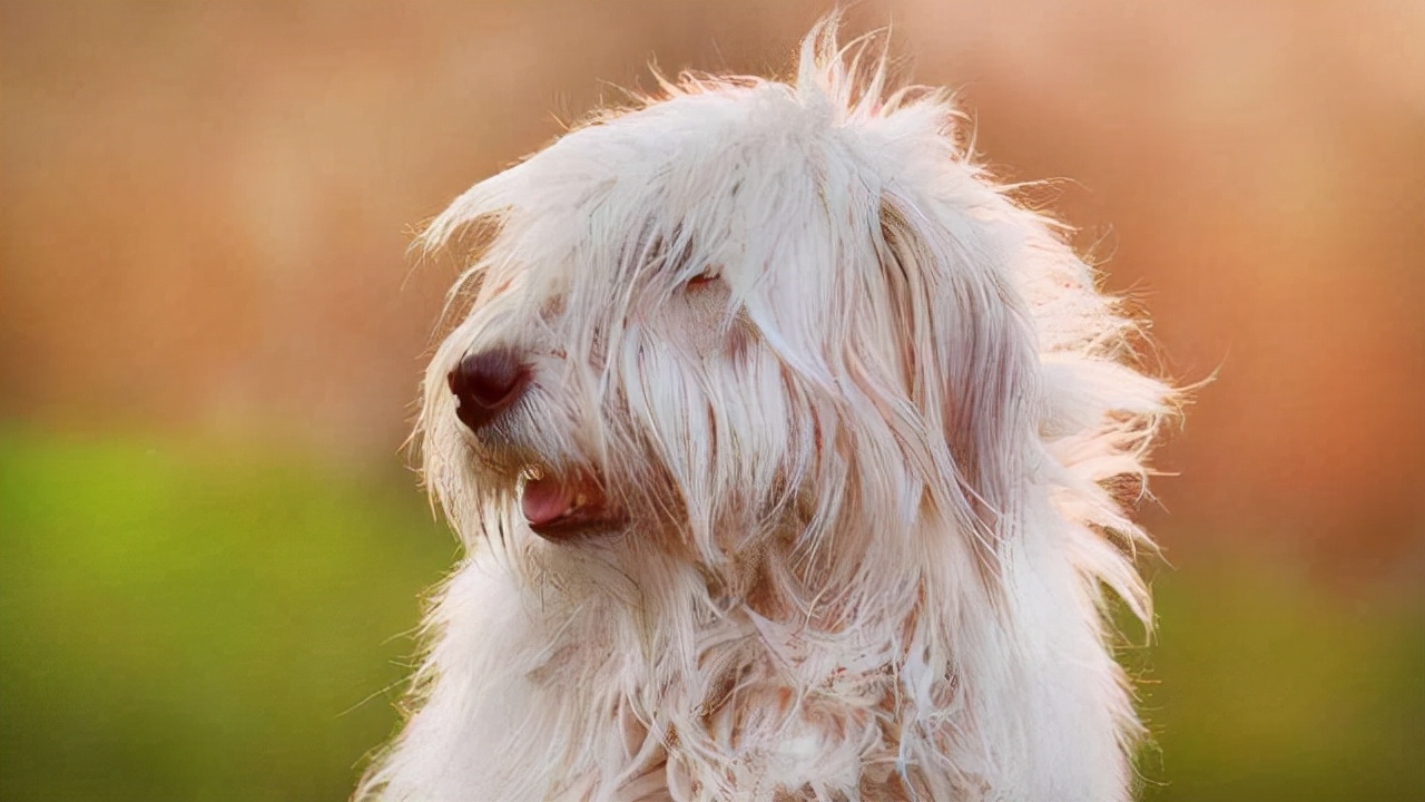 狗狗毛发总是"糙糙的"?看看这几点你中招没!