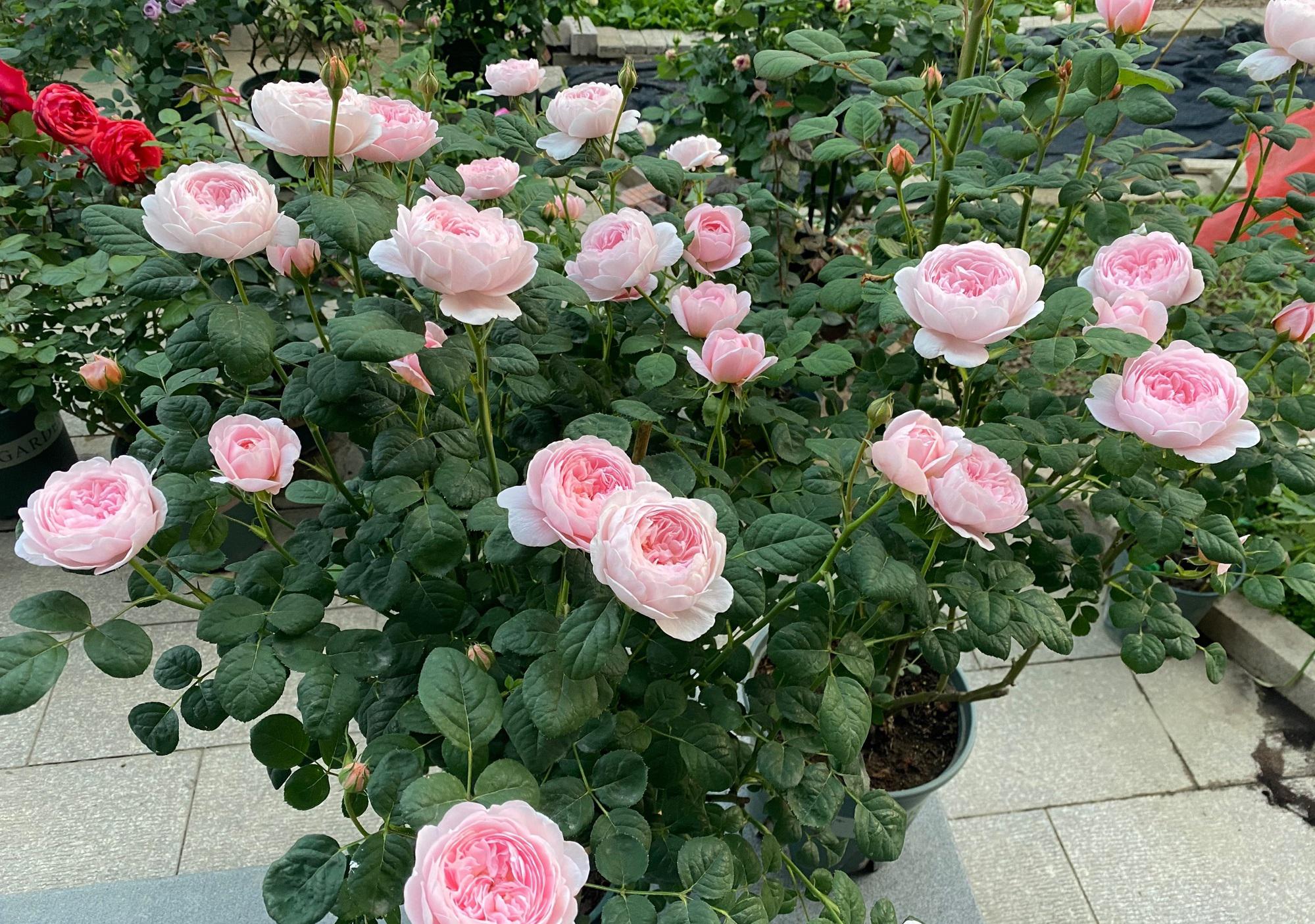 月季花界的女神—瑞典女王,又美又仙,四季花开,你值得拥有