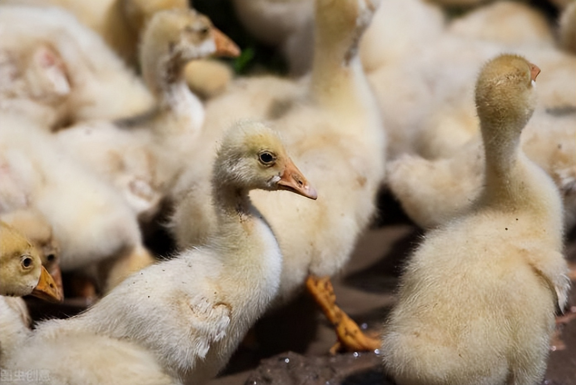 鹅苗痛风的影响因素包括种鹅饲料霉菌毒素超标,种蛋