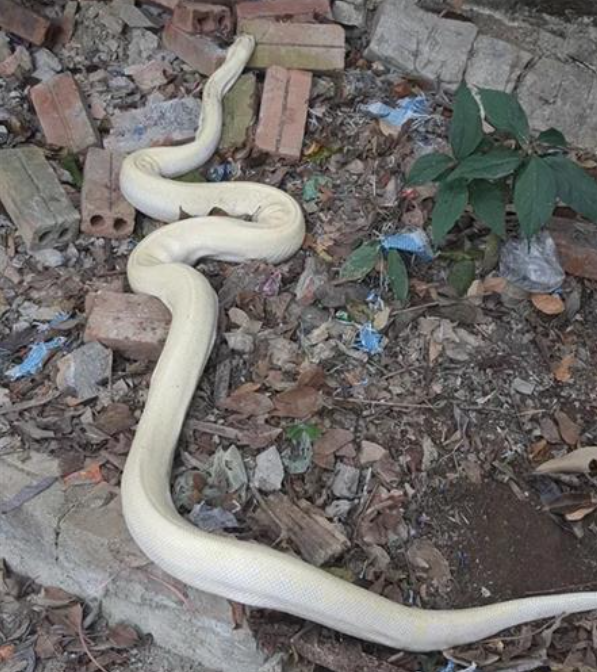 越南街头惊现白蛇,民众称从没看到过这么大的蛇