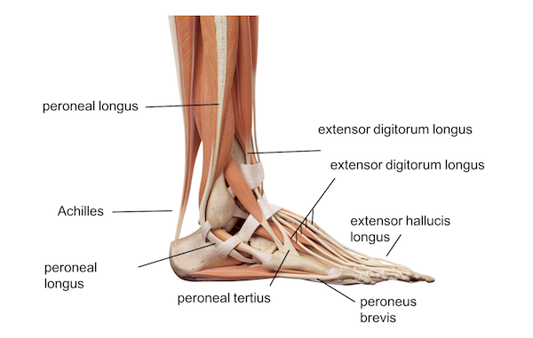 踝关节结构