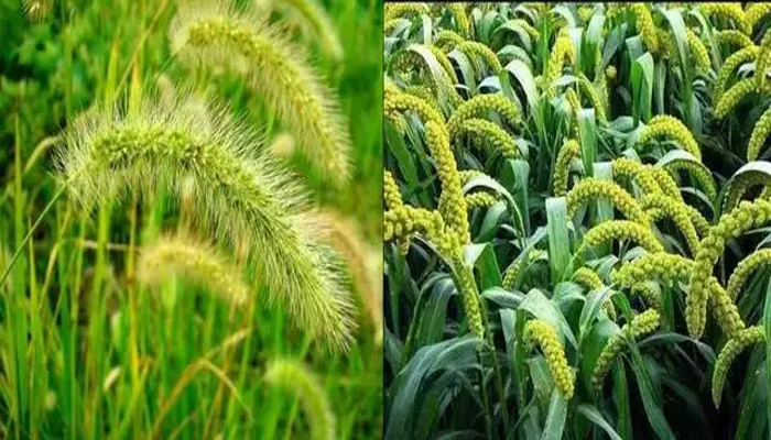 人类是怎么想到把狗尾巴草驯化成小米的?