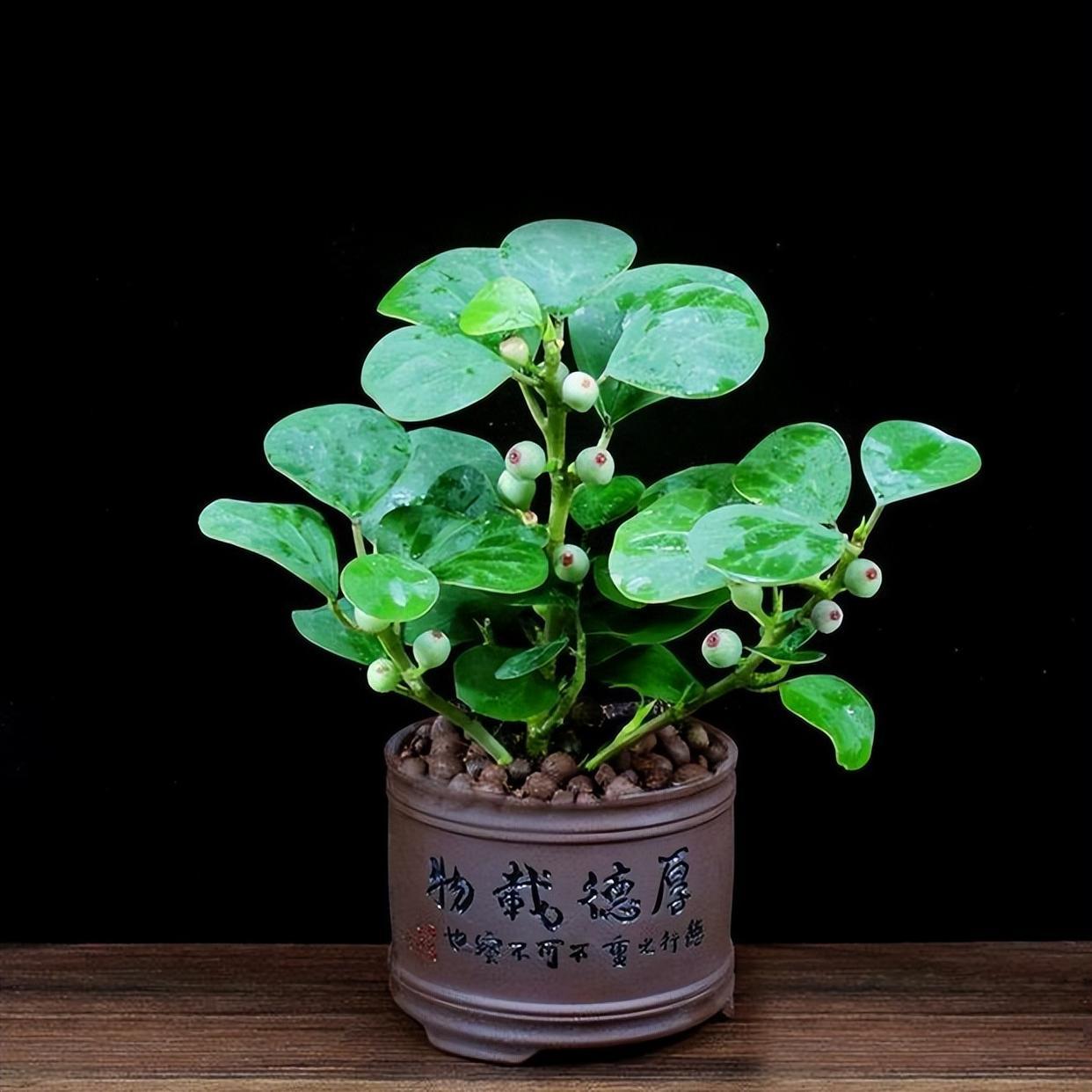 小盼菩提,吉祥寓意的小品盆栽