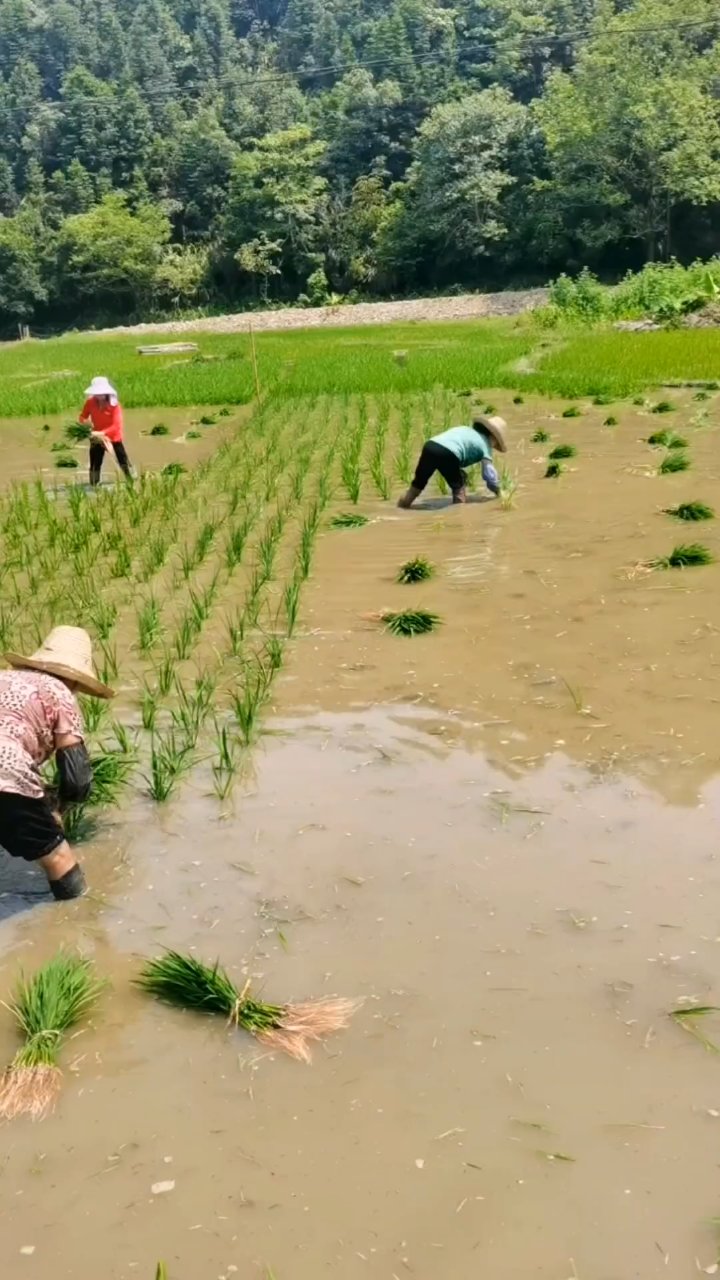 农民插秧苗实景