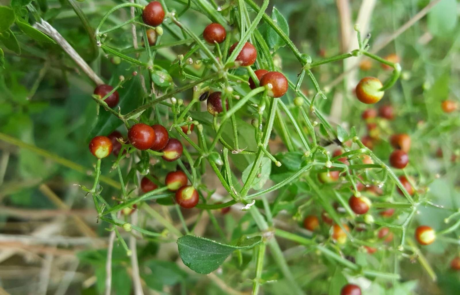 茜草科杂草图片