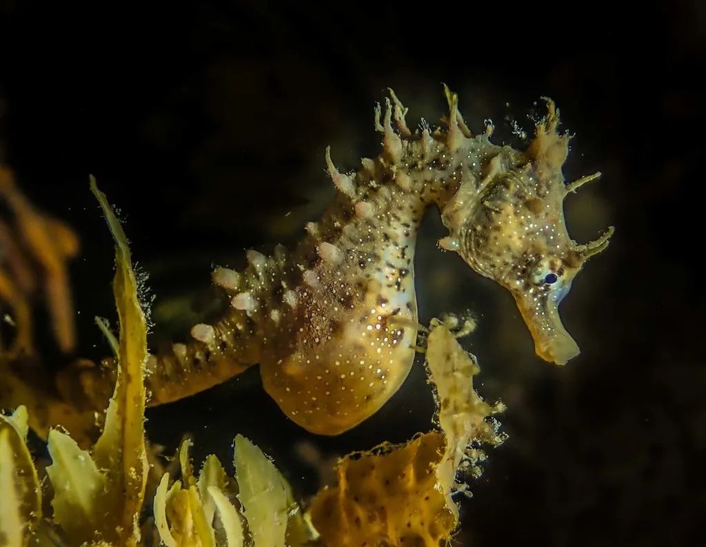 雄性海马生孩子,一次喷射近500只小海马!