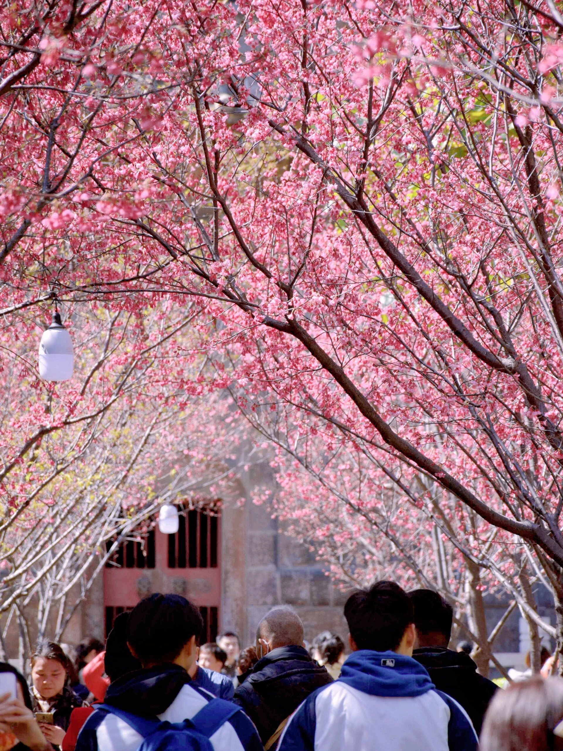 再过一个月,泉州开元寺樱花要开了