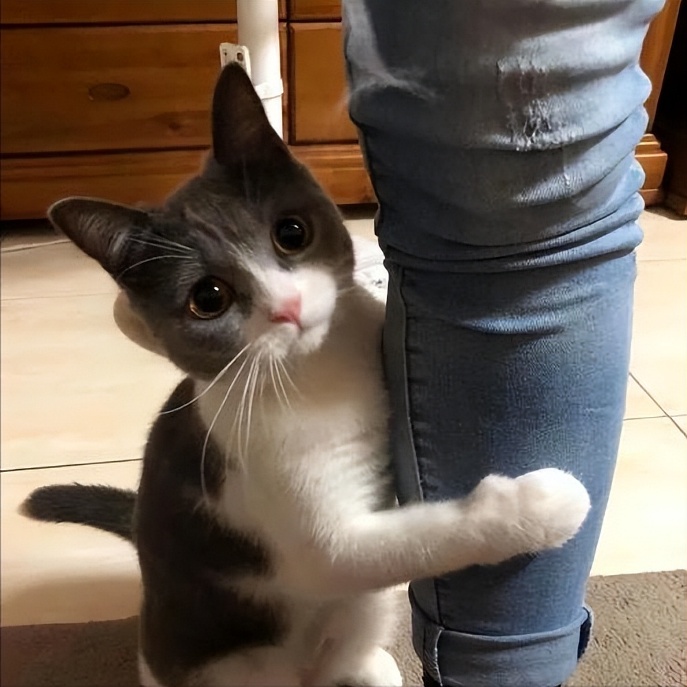猫咪常常抱着你的"大腿"?原来它在传达这6种讯息!