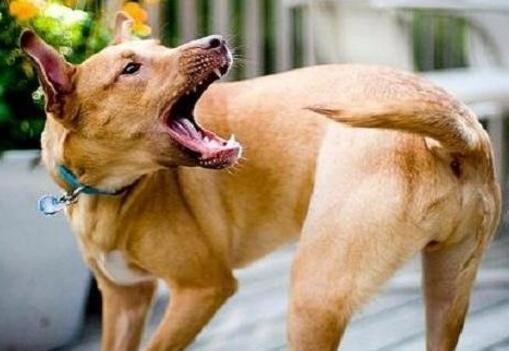 环箍蛇,一种狠起来连自己都吃的蛇